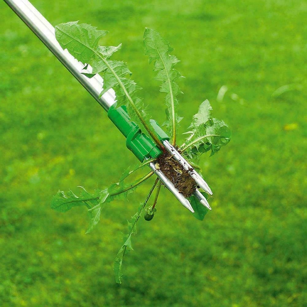 Standing Plant Root Remover